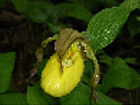 Yellow Lady Slipper